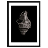 Shells No 2 thumbnail