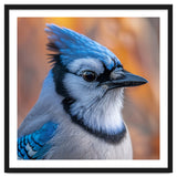Blue Jay Bird Close Up Detailed Portrait thumbnail