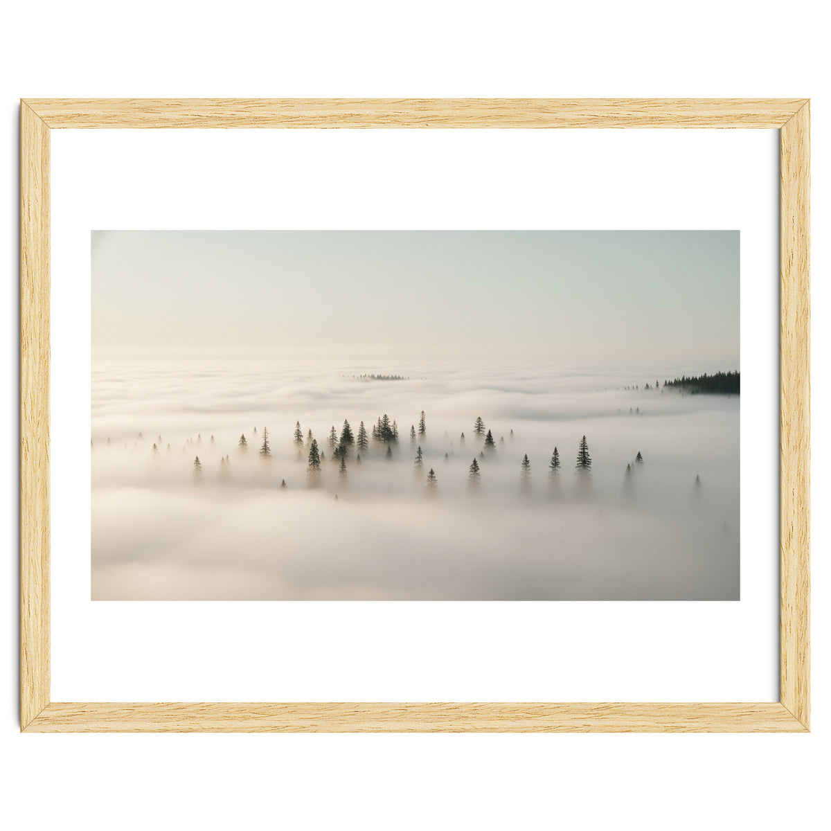 Misty Peaks: Pine Forest Above the Clouds