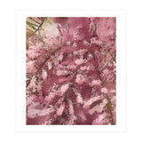 Pink Blossom (Print Only) thumbnail