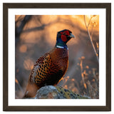Pheasant Bird Standing On Rock Sunrise Light thumbnail