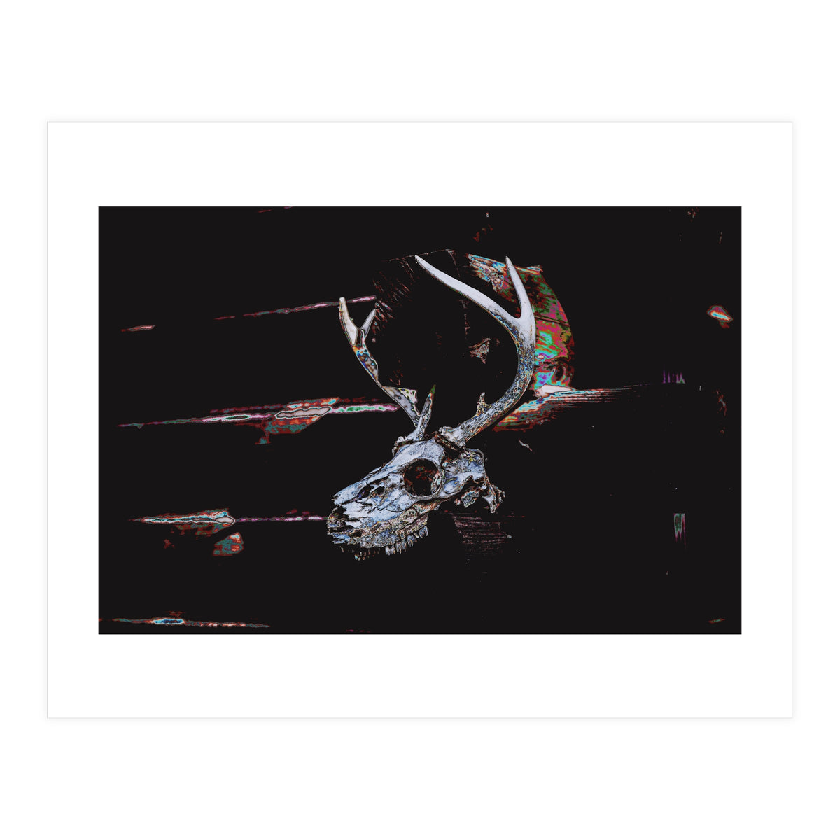 Deer Skull (Print Only)