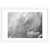 Ethereal Monochromatic Peony Petal Macro thumbnail