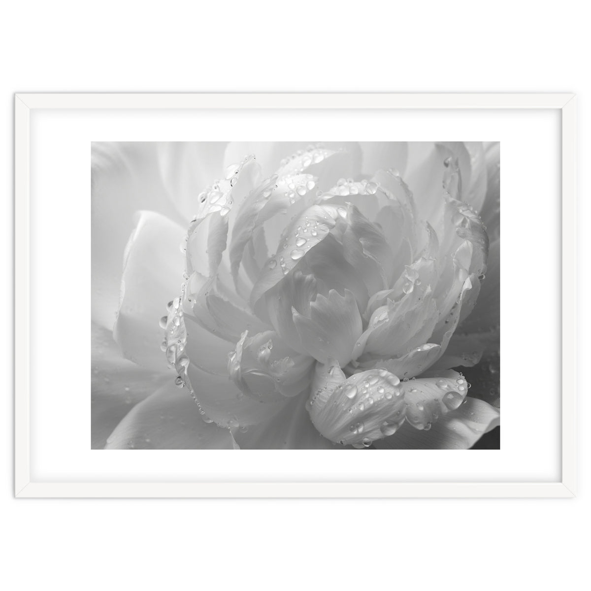 Ethereal Monochromatic Peony Petal Macro