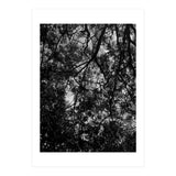 Tree From Below Black Silhouette (Print Only) thumbnail