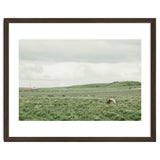 Horses in the middle of the green field - Iceland thumbnail