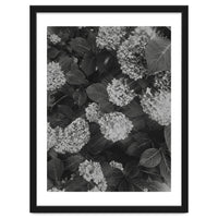 Hydrangeas | Black & White Portrait