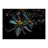 Orange, Green and Dark (Print Only) thumbnail