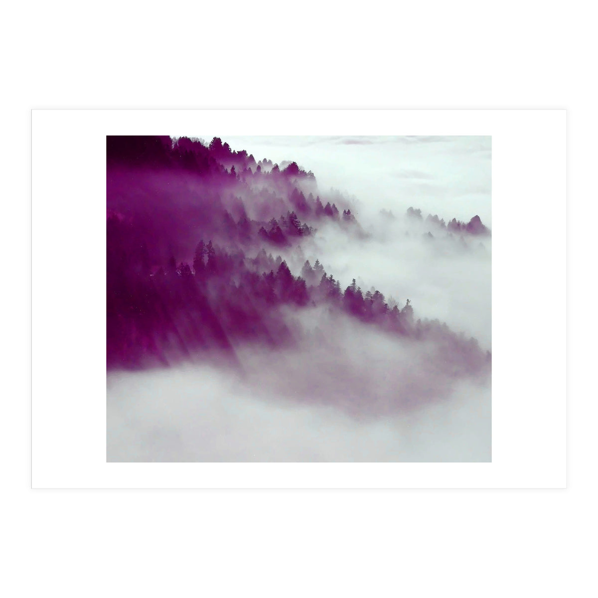 Forest Fog (Print Only)