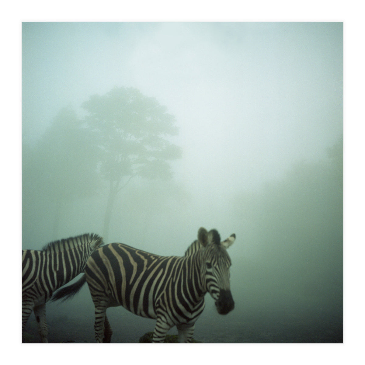 Silence of breath - 16 (Print Only)