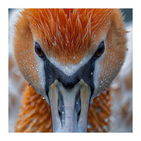Close Up Of A Pelican's Beak With Water Droplets (Print Only)