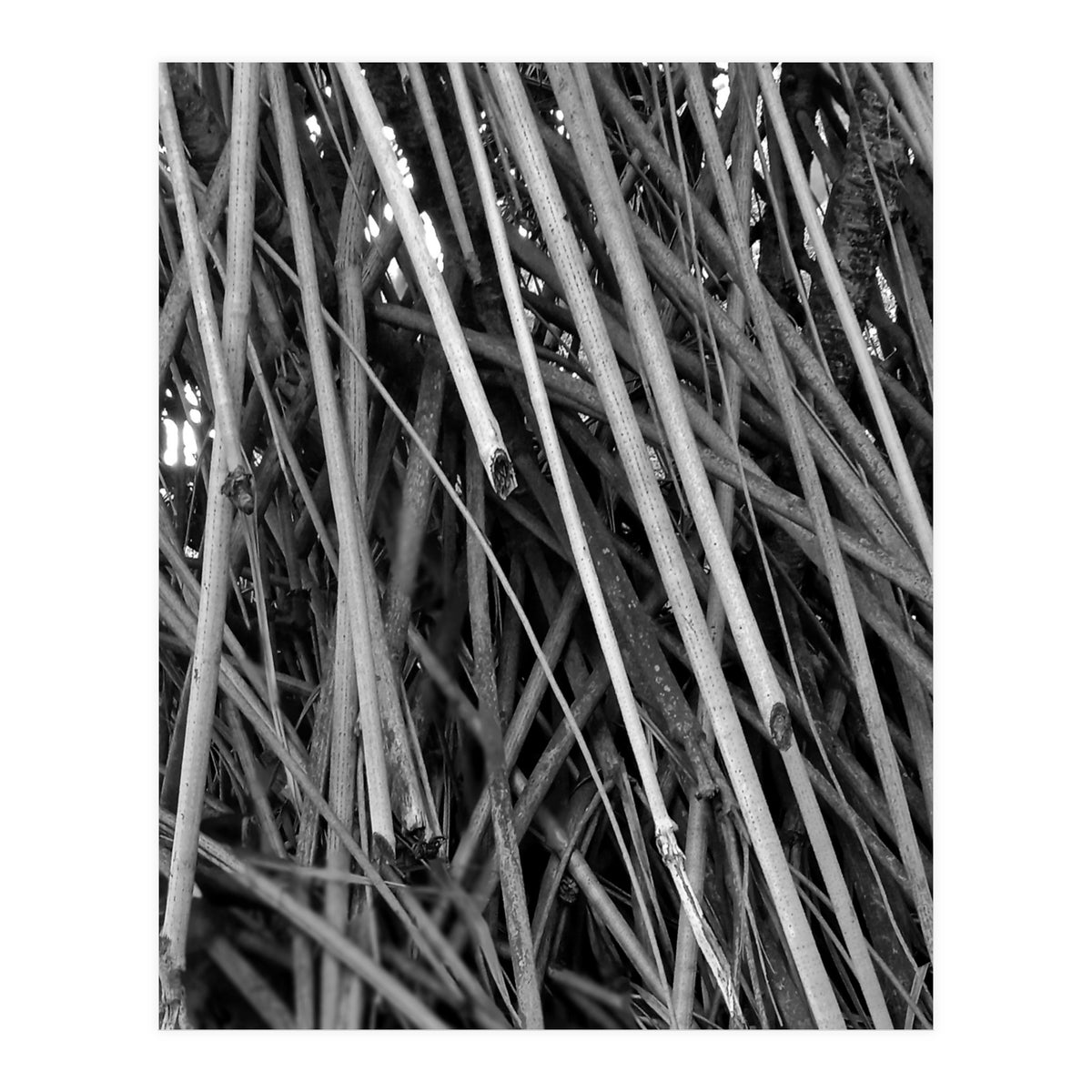 Black Tectorius Plant Shoots Art (Print Only)