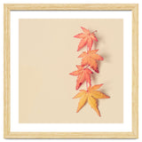 Maple In Pastel thumbnail