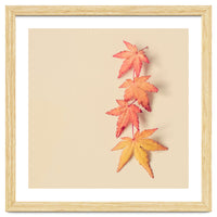 Maple In Pastel