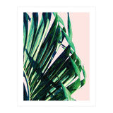 Palm V2 (Print Only) thumbnail