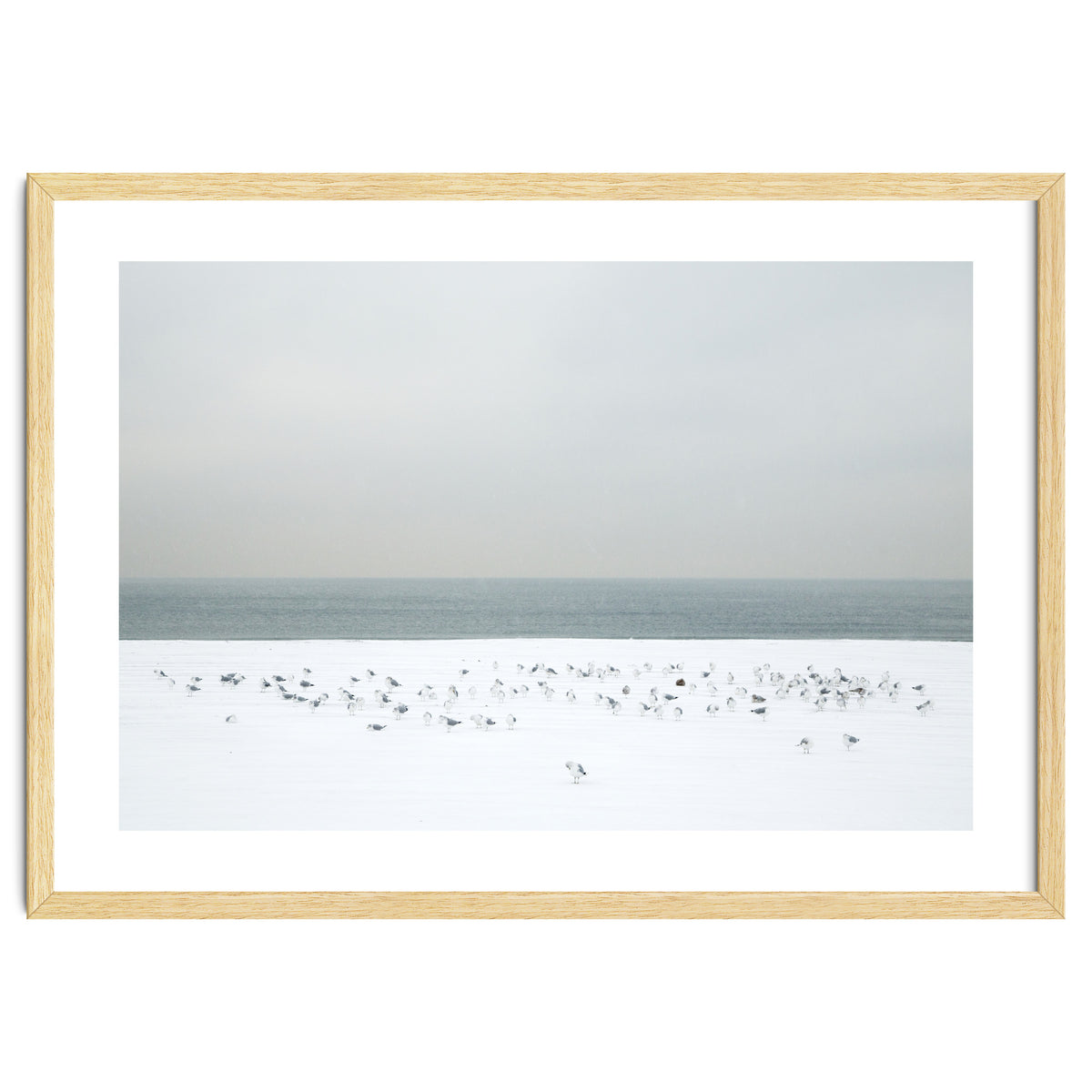 Seagulls in the winter snow beach