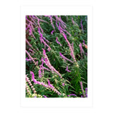 Lavender Flowers (Print Only) thumbnail