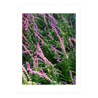 Lavender Flowers (Print Only)