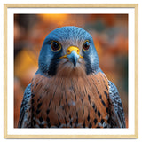 Close Up Of A Kestrel Bird Of Prey Portrait thumbnail