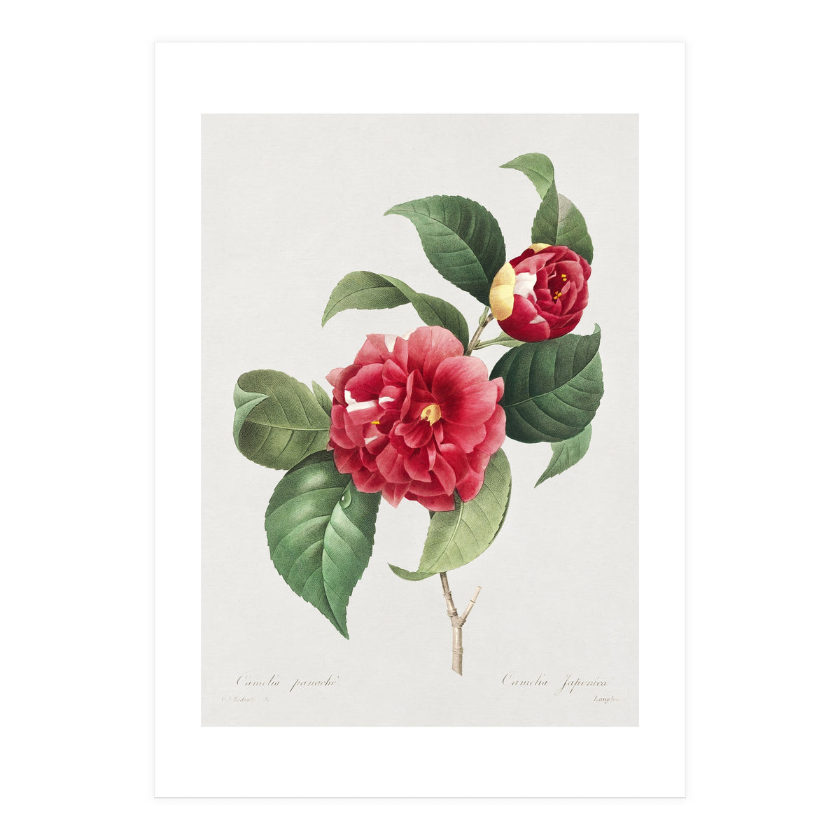 Pierre-Joseph Redouté – Finest Flowers and Fruits (1833) (Print Only)