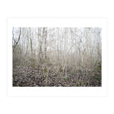 Lost in the birch forest (Print Only) thumbnail