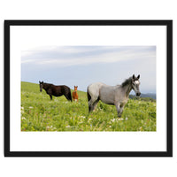 Equine Family