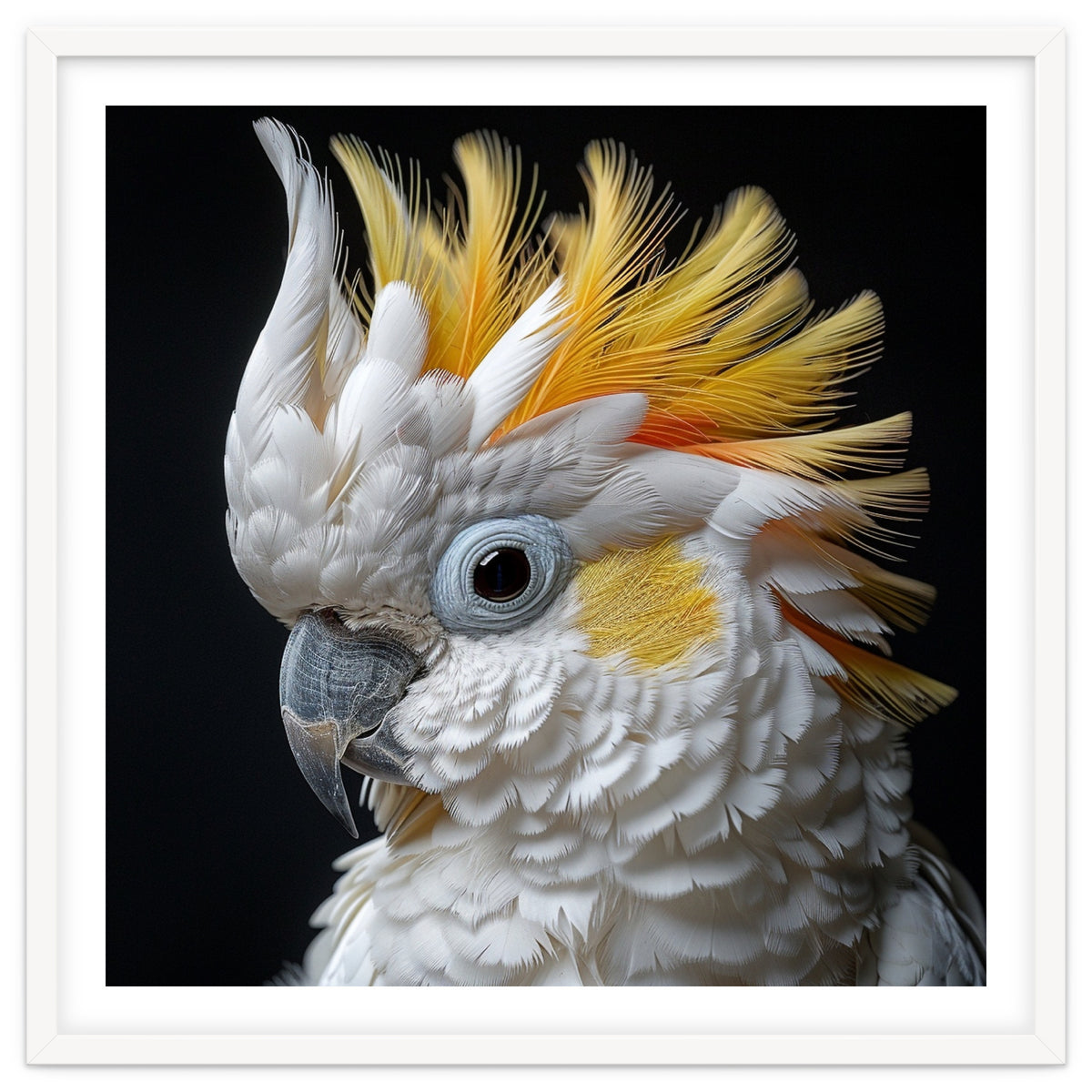Close Up Cockatoo Portrait Yellow Crested Bird
