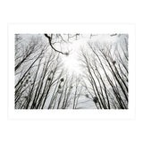 Bare trees in the winter sky (Print Only) thumbnail
