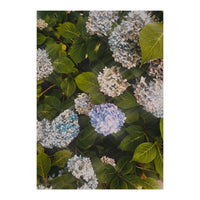 Hydrangeas | Portrait (Print Only)