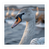 Majestic Swan Portrait In Snowy Waters (Print Only)