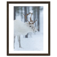 Portrait of a reindeer