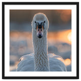 Close Up Portrait Of A Majestic Swan thumbnail