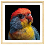 Close Up Colorful Parrot Portrait Vivid Plumage thumbnail