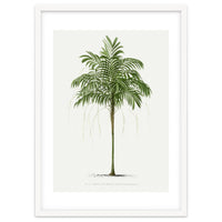 Oswald de Kerchove de Denterghem – Vintage Palm Tree Illustration (1878)
