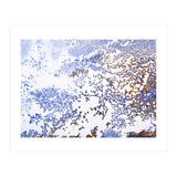Coral Blooming (Print Only) thumbnail
