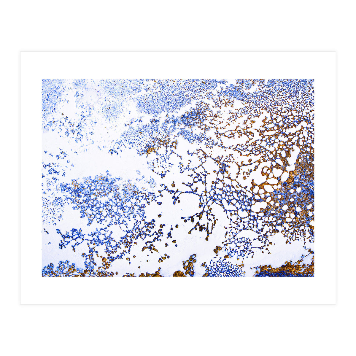 Coral Blooming (Print Only)