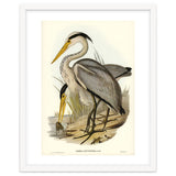 Elizabeth Gould – Great Grey Heron (Ardea leucophaea) | Birds of Australia Illustration thumbnail