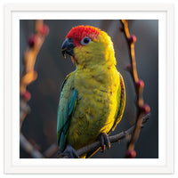 Close Up Of A Colorful Jenday Conure