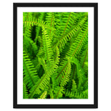 Green Ferns thumbnail