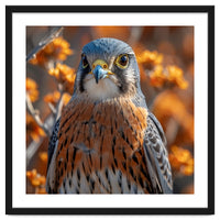 Close Up Of A Kestrel Bird Of Prey