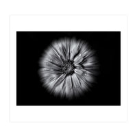 Backyard Flowers In Black And White No 10 Flow Version (Print Only)