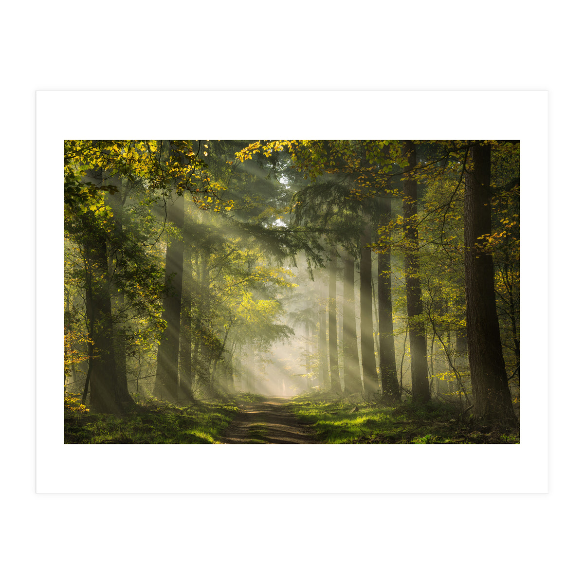 Sunrays in a Dutch forest (Print Only)