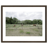 Cows in the farm thumbnail