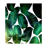 Cosmic Banana Leaves (Print Only) thumbnail