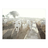 LIVING TOGETHER - WHITE COWS FAMILY (Print Only) thumbnail