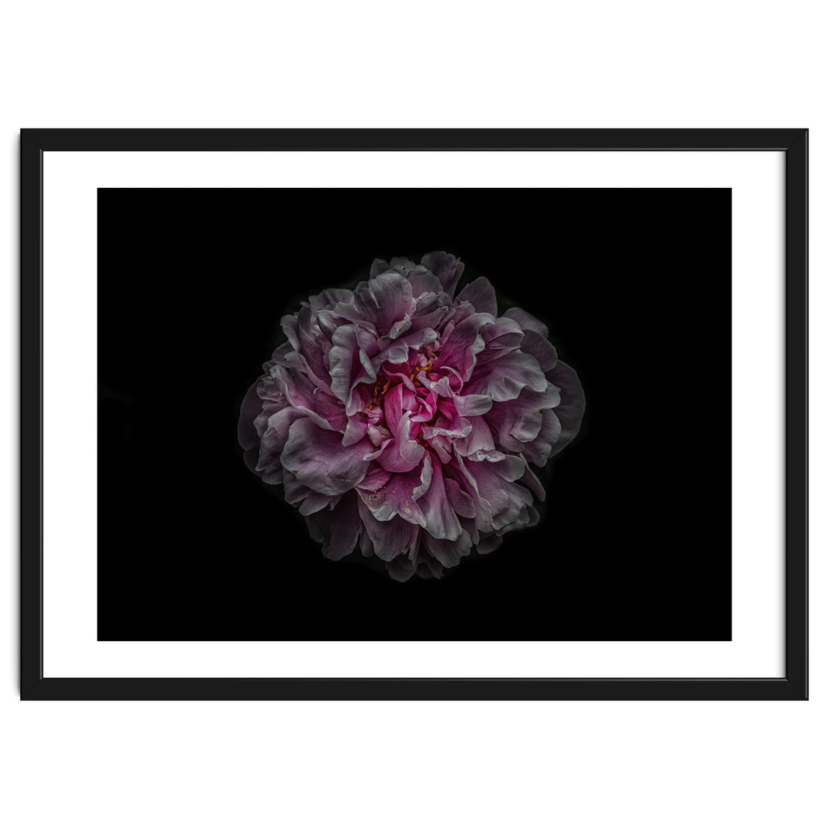 Backyard Flowers No 116 Color Version