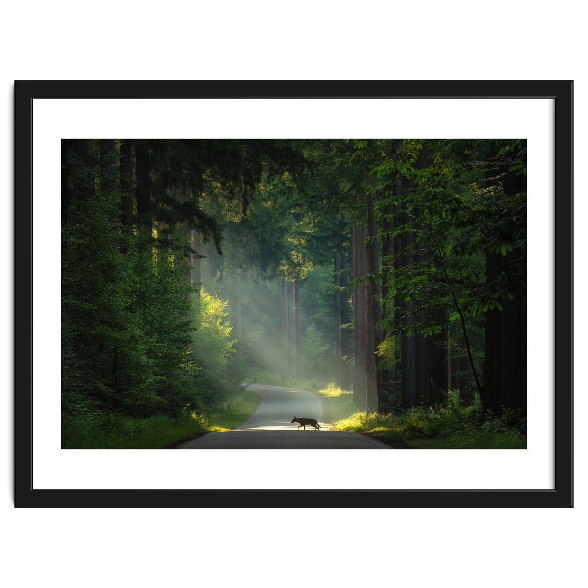 Wolf in the Netherlands