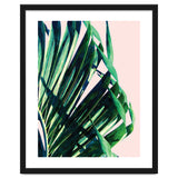Palm V2 thumbnail