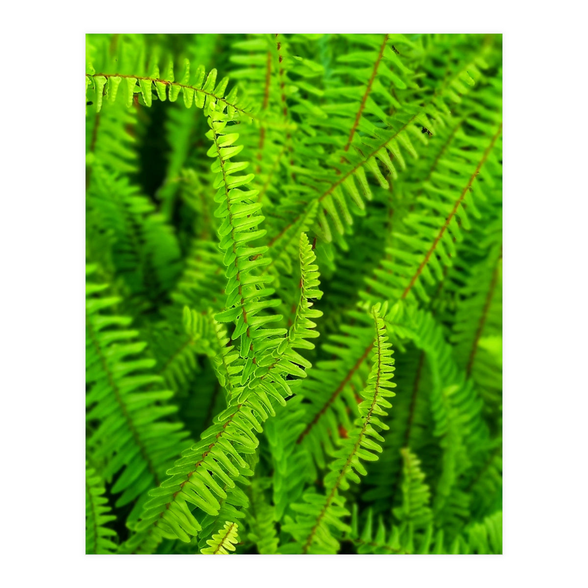Green Ferns (Print Only)