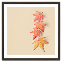 Maple In Pastel